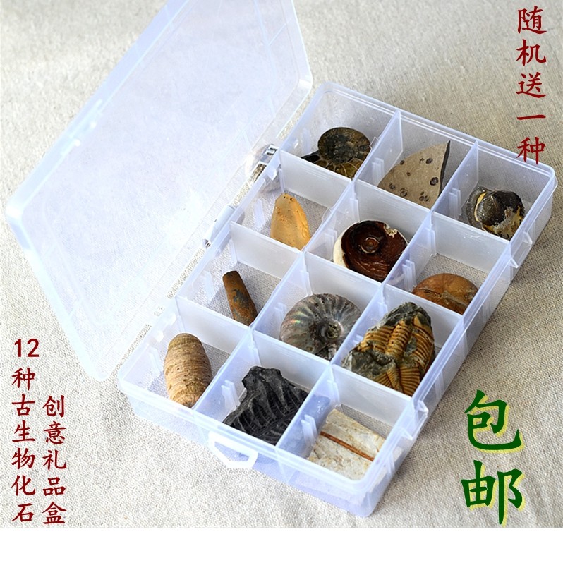 12种化石礼盒珊瑚斑彩螺笔石海胆柯巴脂木化石天然古生物标本9999