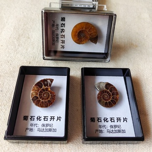 天然古生物化石原石标本盒科普收藏礼物贝壳三叶虫菊石牙齿冰箱贴