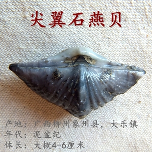 尖翼石燕贝化石摆放原石腕足动物石材复古怀旧古生物科普标本9999