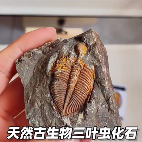天然摆件古生物标本三叶虫化石