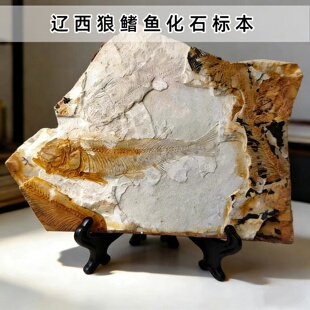 精品辽西侏罗纪古生物狼鳍鱼化石标本原石儿童地质科普礼物摆件