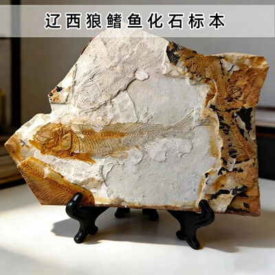 纯天然狼鳍鱼化石标本原石送支架
