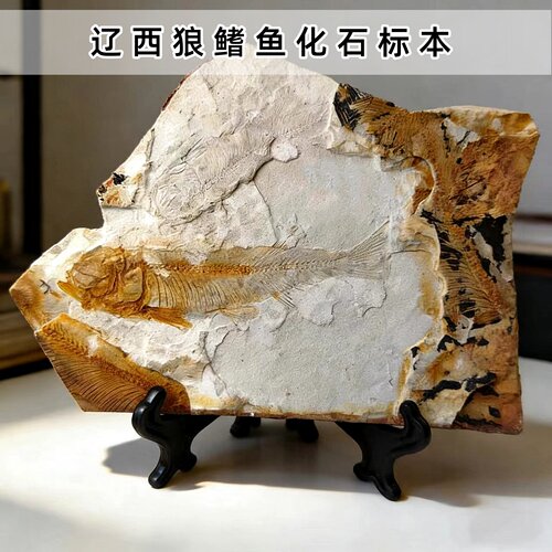 纯天然狼鳍鱼化石标本原石送支架
