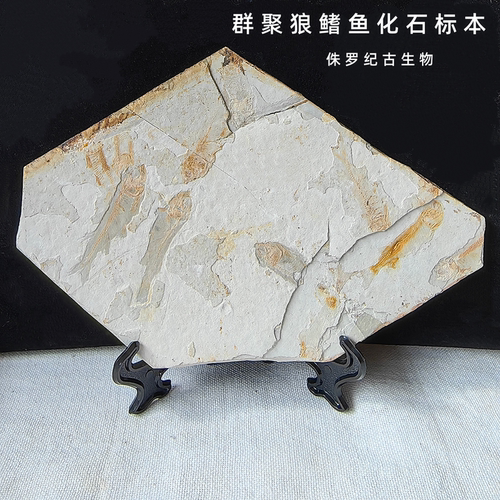天然狼鳍鱼化石动物古生物标本