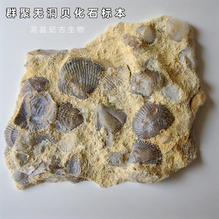 泥盆纪古生物群板无洞贝化石标本海洋生物儿童科普教学收藏礼物
