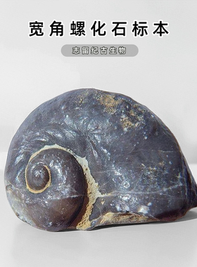 云南海洋生物宽角螺化石儿童礼物