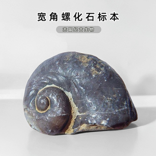 天然志留纪古生物宽角螺海蜗牛化石原石标本儿童地质科普教学摆件
