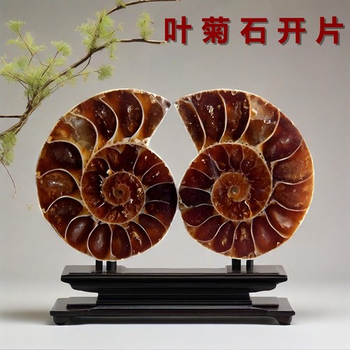 七夕礼物成双成对古生物化石