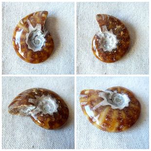 抛光全玉化叶菊石化石摆放动物石材招财发财螺古生物科普标本9999