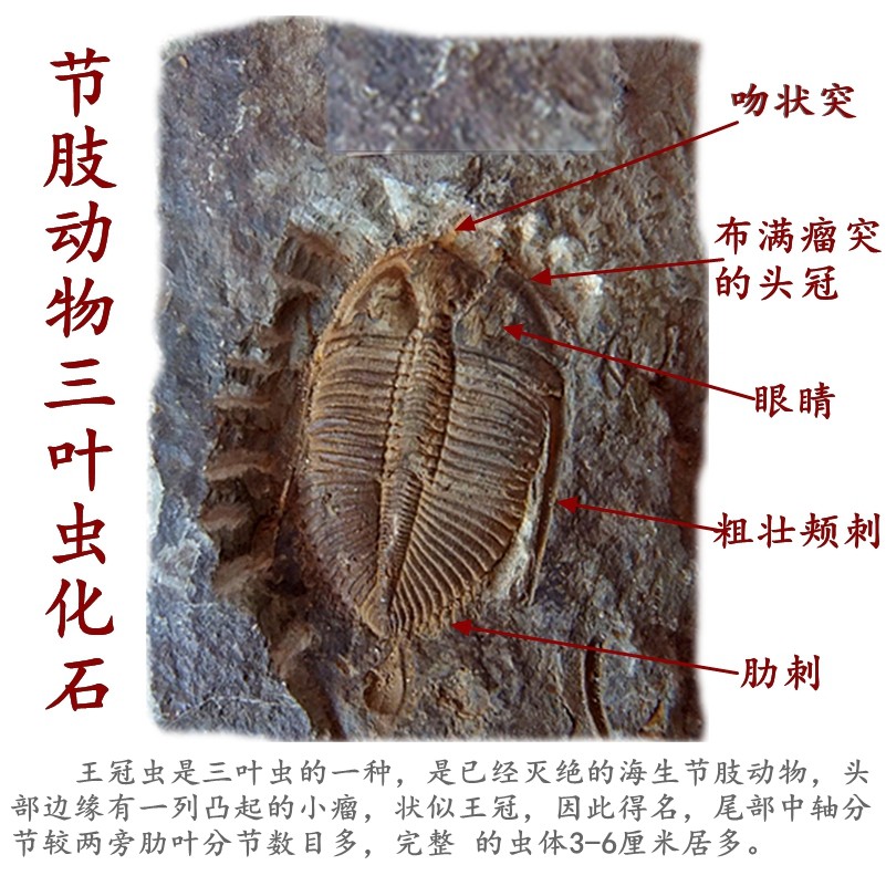 志留纪精三叶虫化石家居桌面摆件动物古生物科普教学标本收藏送礼