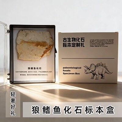 纯天然侏罗纪狼鳍鱼化石标本盒