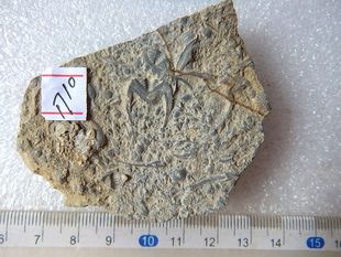 天然燕子石化石摆件动物石材招财复古蝙蝠石古生物科普标本9999