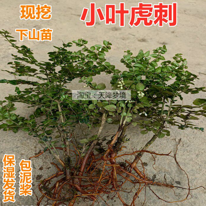 现挖小叶虎刺苗 微型山水盆景 绿植小盆栽  绣花针虎刺苗伏牛花苗