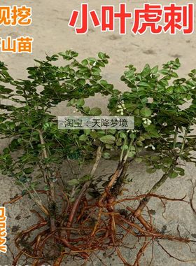 现挖小叶虎刺苗下山苗绣花针苗
