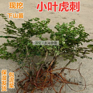 现挖小叶虎刺苗 微型山水盆景 绿植小盆栽  绣花针虎刺苗伏牛花苗