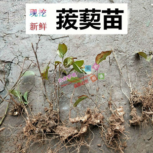 现挖菝葜苗 金刚刺苗铁菱角苗金刚藤苗 攀缘藤本草药苗多年生植物