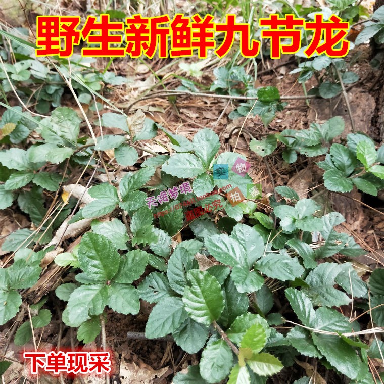 现采野生药材新鲜九节龙 毛茎紫金牛 九节龙草药500克包邮