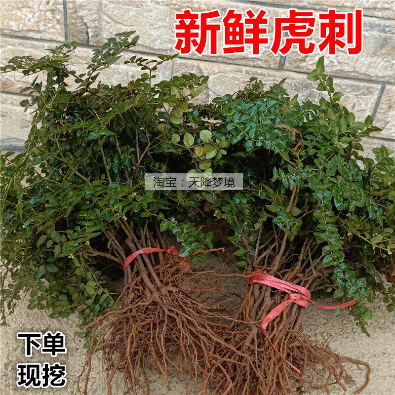 新鲜绣花针药材 伏牛花 小叶虎刺全株 现挖虎刺根500克绣花针鲜货