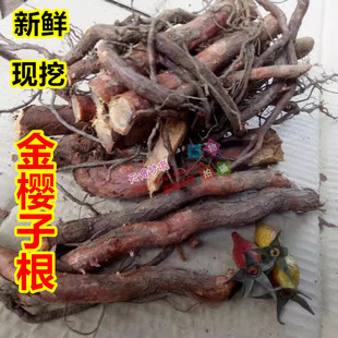 山上现挖金樱子根 刺梨子根 金樱根煲汤料新鲜金樱子根1500克包邮