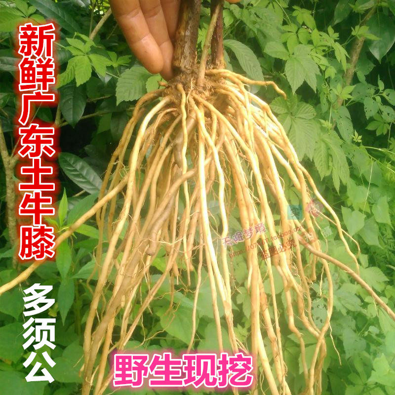 新鲜华泽兰 广东土牛膝大泽兰 多须公 六月雪根华泽兰根500克包邮