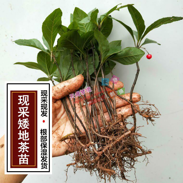 矮地茶苗 平地木  叶底珠新鲜矮地茶 多年生植物苗紫金牛苗盆栽