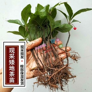 现挖矮地茶苗保湿发货 平地木 叶底珠新鲜矮地茶苗紫金牛苗