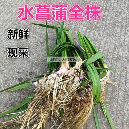 新鲜水菖蒲全株 臭蒲香菖蒲叶子端午节可用来挂门上水菖蒲根500克