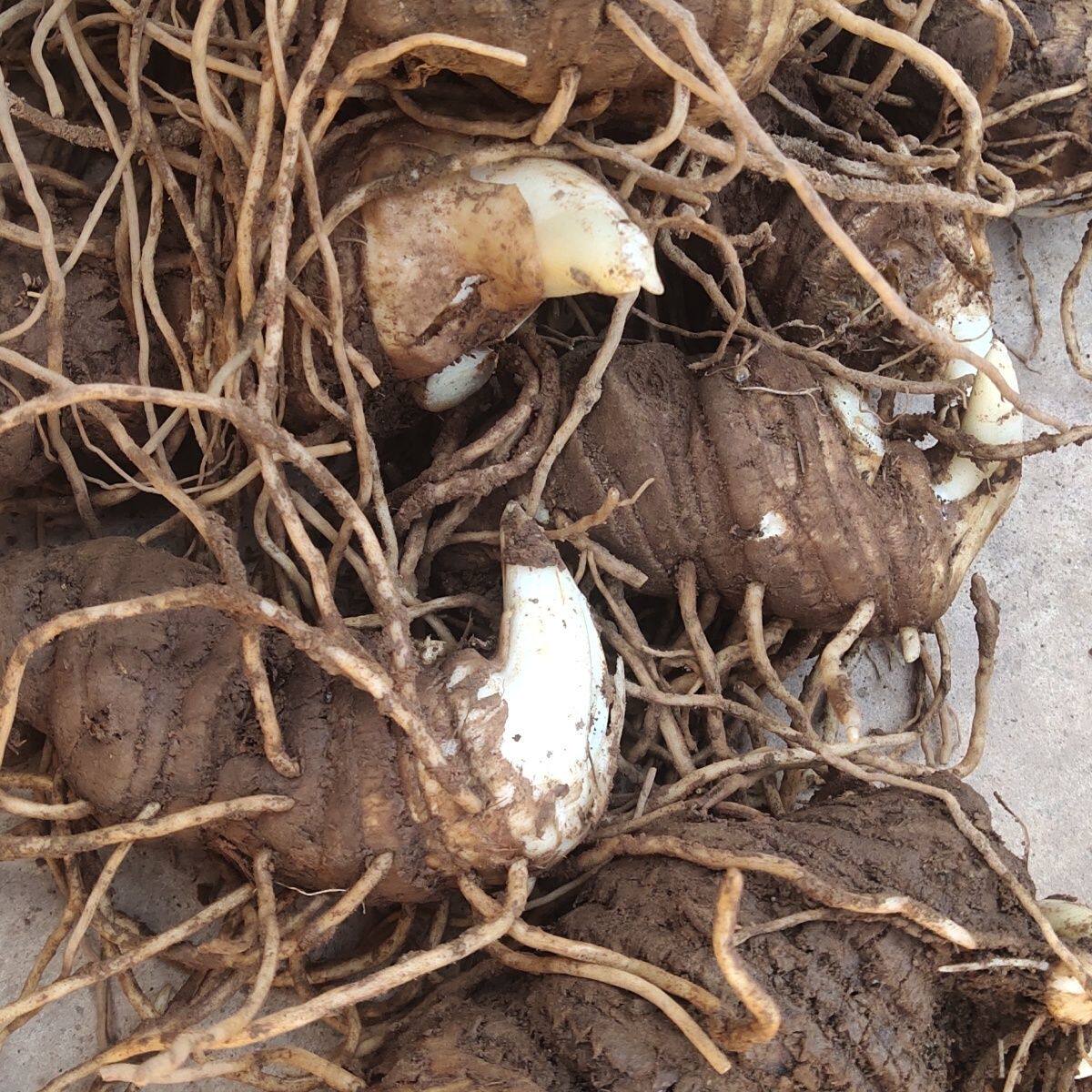 云南野生独角连七叶一枝花炖汤食芋头