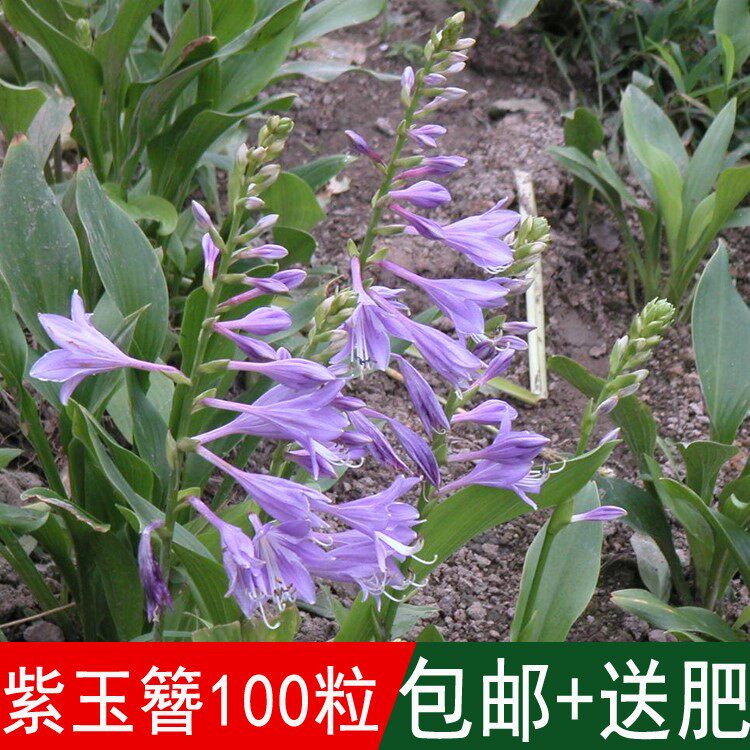 出售新采绿化工程专用籽紫玉簪种子多年生草本植物四季可播包邮