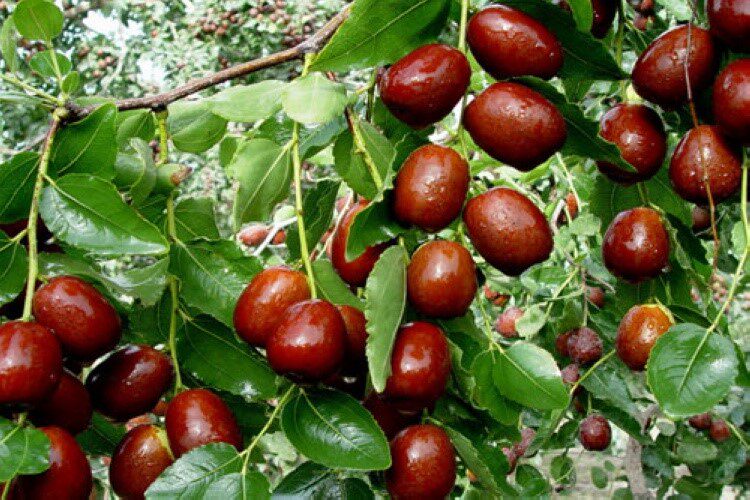 青枣台湾大青枣冬枣梨枣黑枣大雪枣灰枣大王枣金丝枣红枣树种子