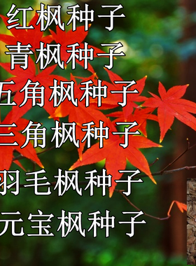林木种子四季红枫种子青枫种子五角枫羽毛枫元宝枫三角枫种子