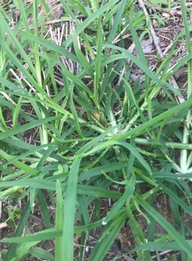 牧草种子 牛筋草 野草 种子  老驴拽护坡绿化混合草籽 杂草