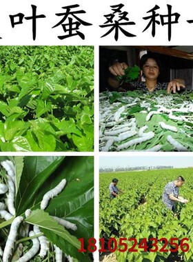 蚕桑种子 桂桑优12 嘉陵20号 华明桑 农桑12号 皖桑 强桑树种子籽