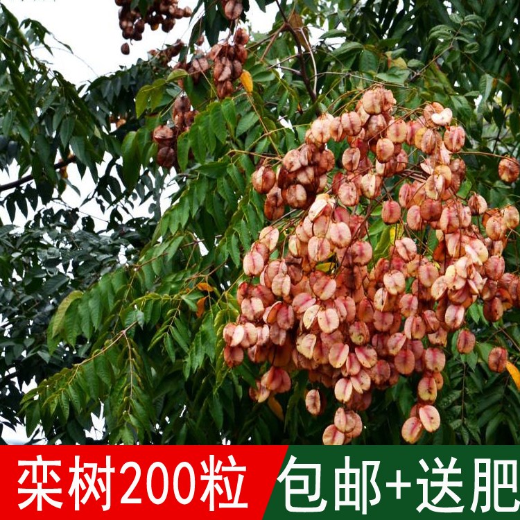 新采灌木树种栾树种子黄山栾北京栾耐寒适应性强四季可播包邮