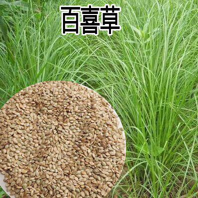 百喜草种子道路护坡 宽叶雀碑草公路 堤坝耐寒耐高温绿化草坪种子