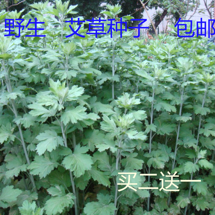 野生四季食用五月艾迷迭香种子