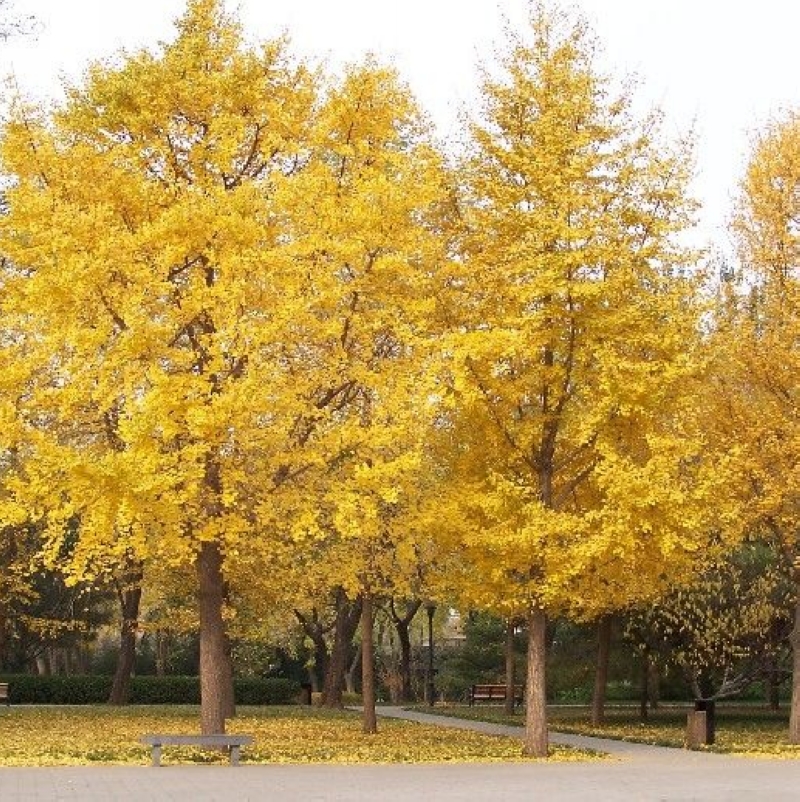 银杏树台湾珙桐胡枝子