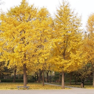 银杏树种子 白果种子 公孙树台湾相思树种子胡枝子鸽子树珙桐种子