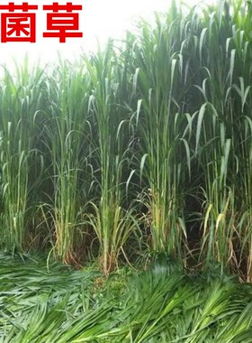 新型特高产巨菌草种子多年生高产牧草种子甜象草皇竹草种子包邮