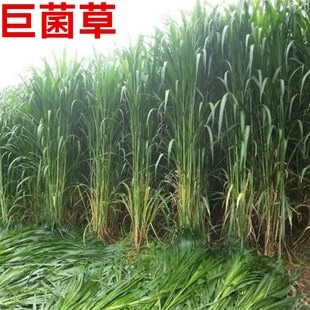 新型特高产巨菌草种子多年生高产牧草种子甜象草皇竹草种子包邮