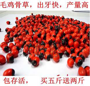 新采毛鸡骨草种子 中草药孔雀豆种子高产可煲汤 2019年新种子包邮