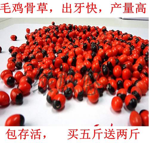 中草药孔雀豆可煲汤2019年种子