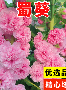 蜀葵花种混色一丈红重瓣蜀葵种子室外庭院多年生四季易活花卉籽子