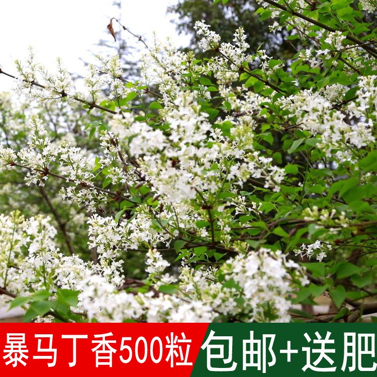 新采灌木籽暴马丁香种子白丁香荷花丁香阿穆尔丁香四季可播包邮