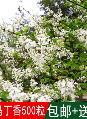新采灌木籽暴马丁香种子白丁香荷花丁香阿穆尔丁香四季可播包邮