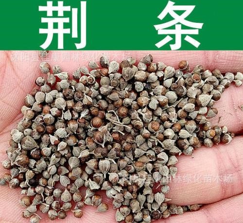 护坡灌木种子 狗尾草种子 胡枝子紫穗槐荆条刺槐银合欢 护坡种子