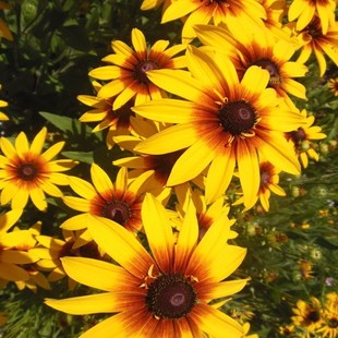 黑心菊花种子金光菊种子景观绿化花卉籽室外春播多年生耐寒宿根