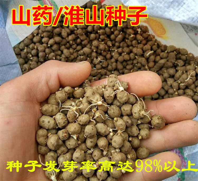 山药豆种子淮山种子苗铁棍紫玉山药豆种子铁棍山药种籽白玉紫薯孑