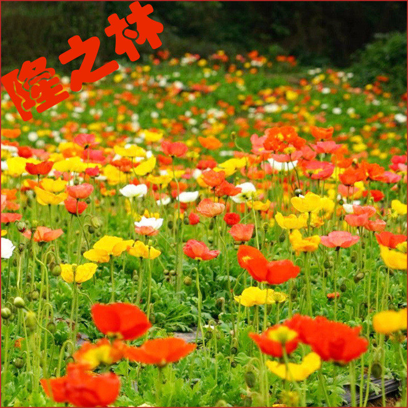 冰岛虞美人种子丽春花观赏花卉草花春秋播太阳花种子耐寒花籽包邮