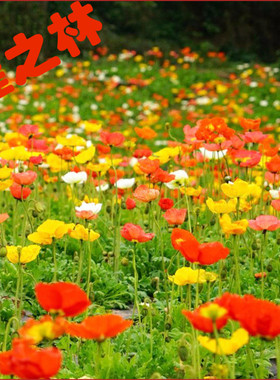 冰岛虞美人种子丽春花观赏花卉草花春秋播太阳花种子耐寒花籽包邮